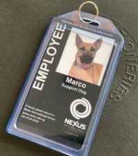 School therapy dog employee badge